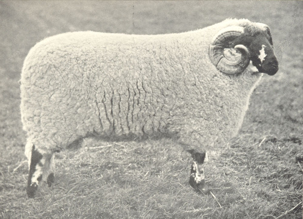 SHEEP. Lonk Ram,